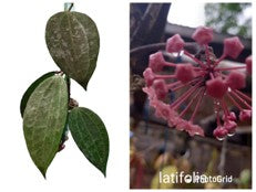 Hoya Latifolia G.Don