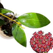 Hoya Mindorensis Schltr.
