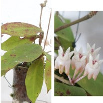 Hoya Mitrata Kerr.