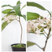 Hoya Multiflora Blume.