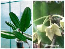 Hoya Obstusifolia Wight.