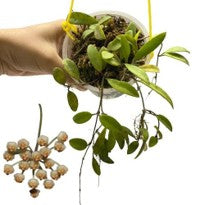 Hoya Parvifolia Schltr.