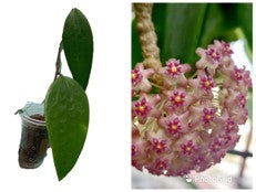 Hoya Polystachya Blume.
