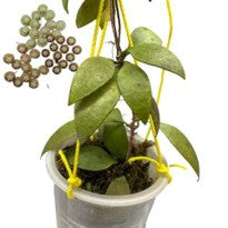 Hoya Revoluta Wight ex Hook.f.