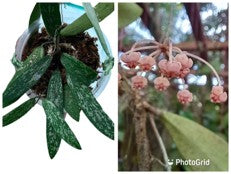 Hoya Sigillatis T. Green.