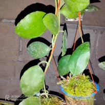 Hoya Waymaniae Kloppenb.