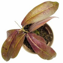 Hoya sp. Red Borneo