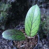 Hoya sp. Tanggamus