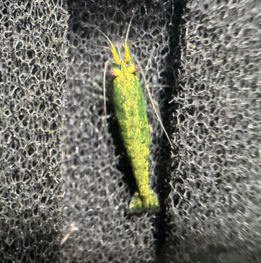 Hulk Orange Neocaridina Shrimp