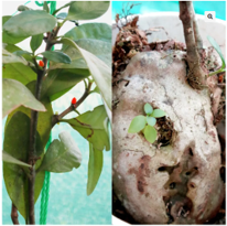 Hydnophytum Formicarum