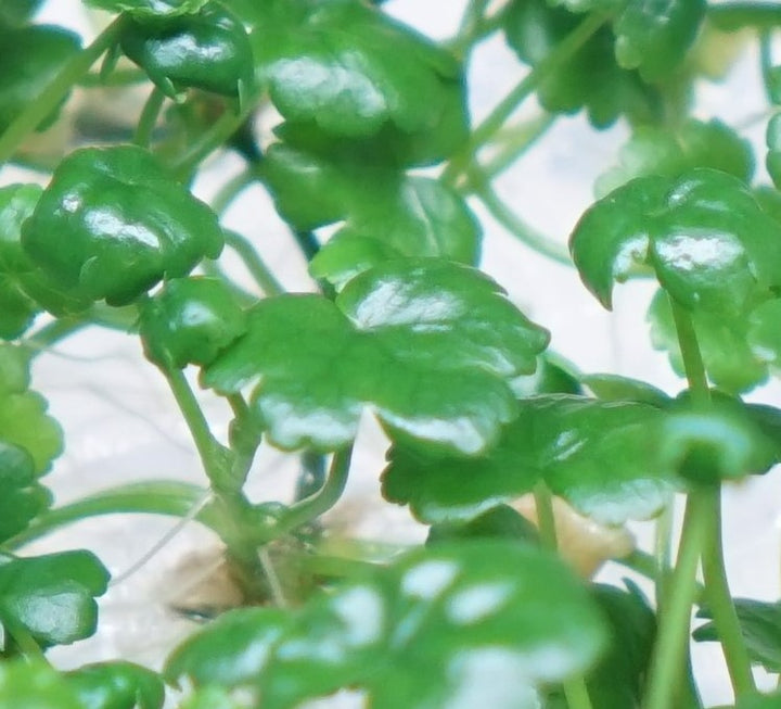 Hydrocotyle sibthorpioides