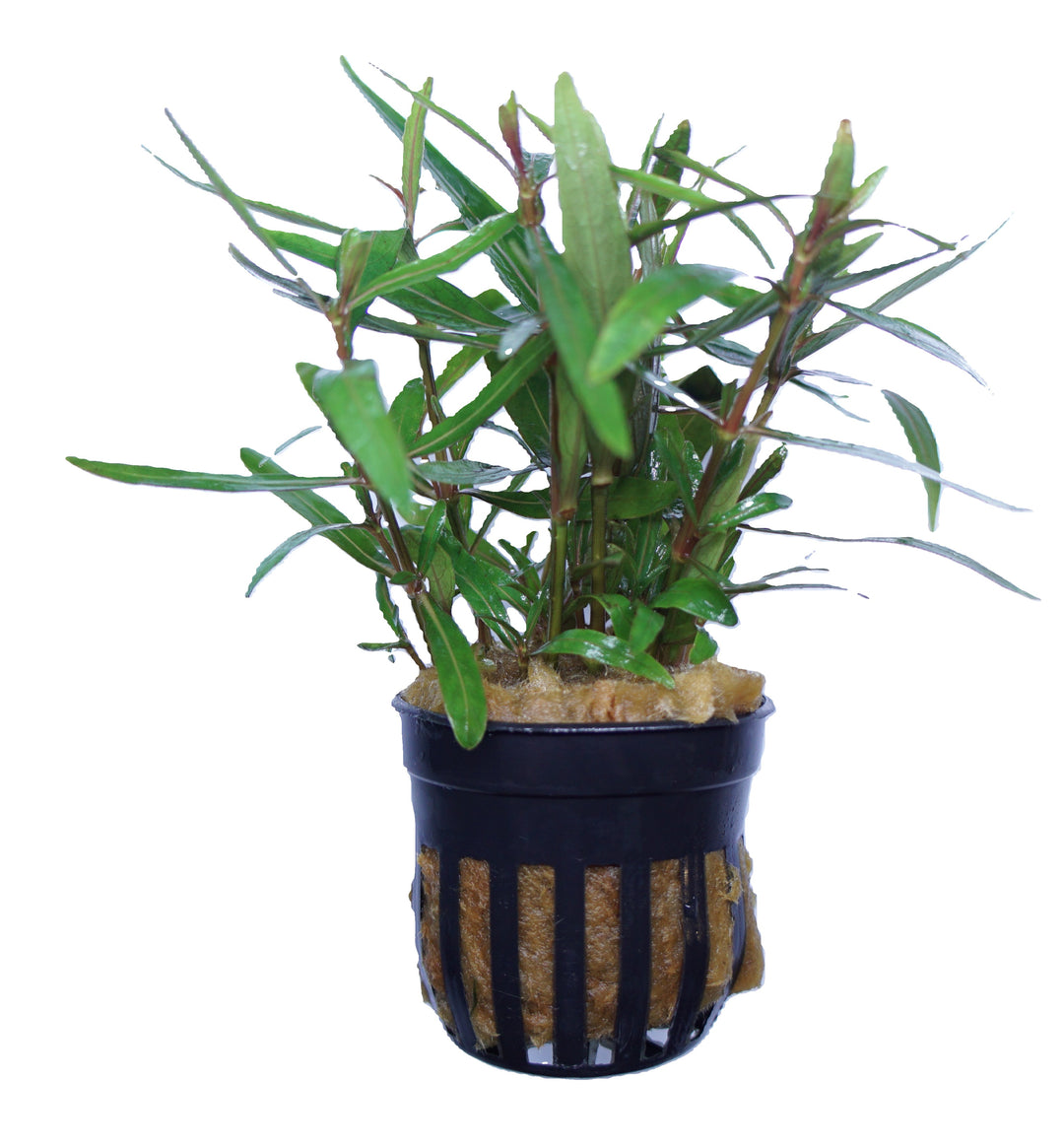 Hygrophila ringens