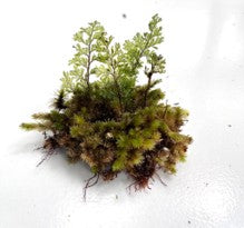 Hymenophyllum Sp (3-5 leaves)