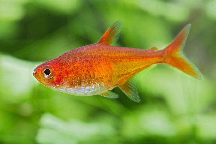 Ember Tetra