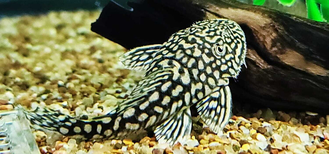 Slate Pleco
