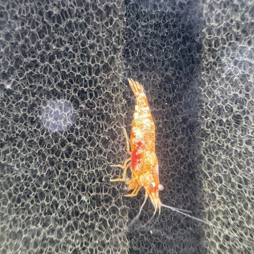 Calico Sunkist Neocaridina Shrimp