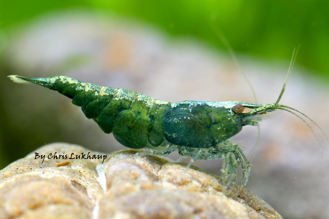 Green Neocaridina Shrimp