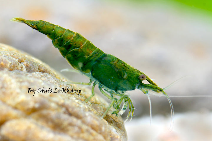 Green Neocaridina Shrimp