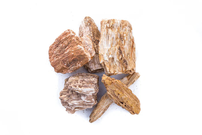 UNS Stone - Burmese Petrified Wood