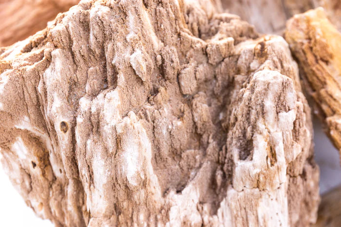 UNS Stone - Burmese Petrified Wood
