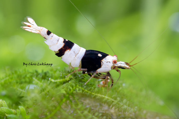 Pure Black Crystal Cardina Shrimp