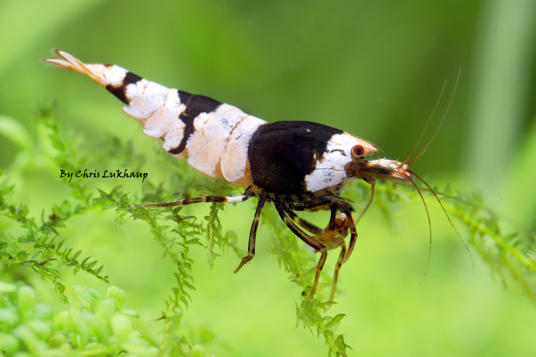 Pure Black Crystal Cardina Shrimp