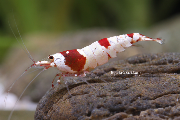 Pure Red Crystal Caridina Shrimp