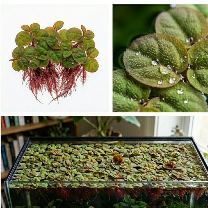 Red Root Floaters