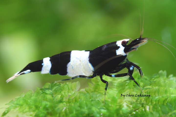 Pure Black Crystal Cardina Shrimp