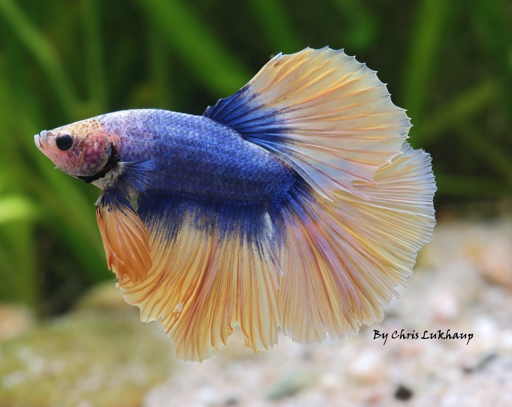 Cuboid Nature Aquarium – Cuboid Aquatics LLC