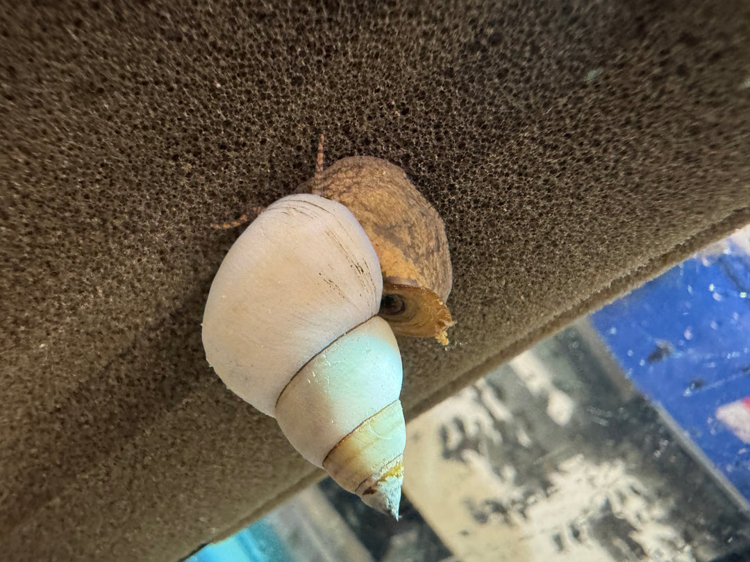 White Wizard Snail