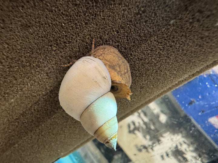 White Wizard Snail