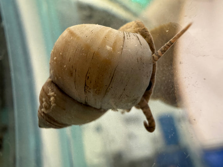 White Wizard Snail
