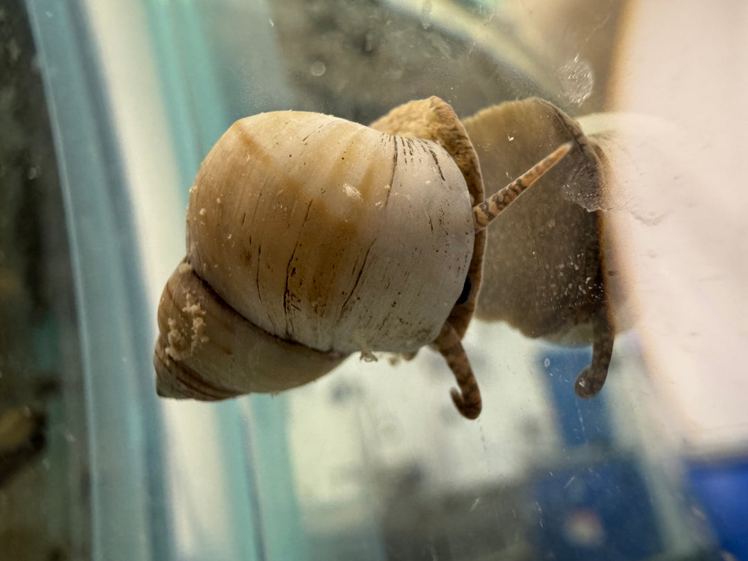 White Wizard Snail