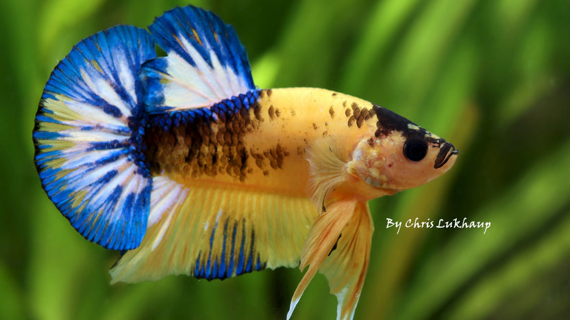 Cuboid Nature Aquarium