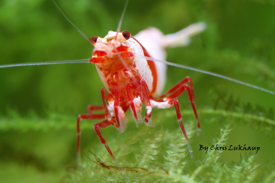 Pure Red Crystal Caridina Shrimp