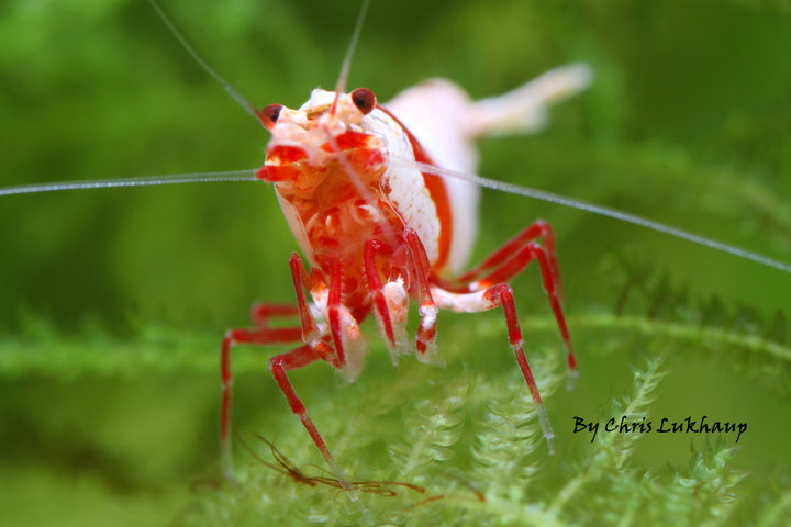 Pure Red Crystal Caridina Shrimp