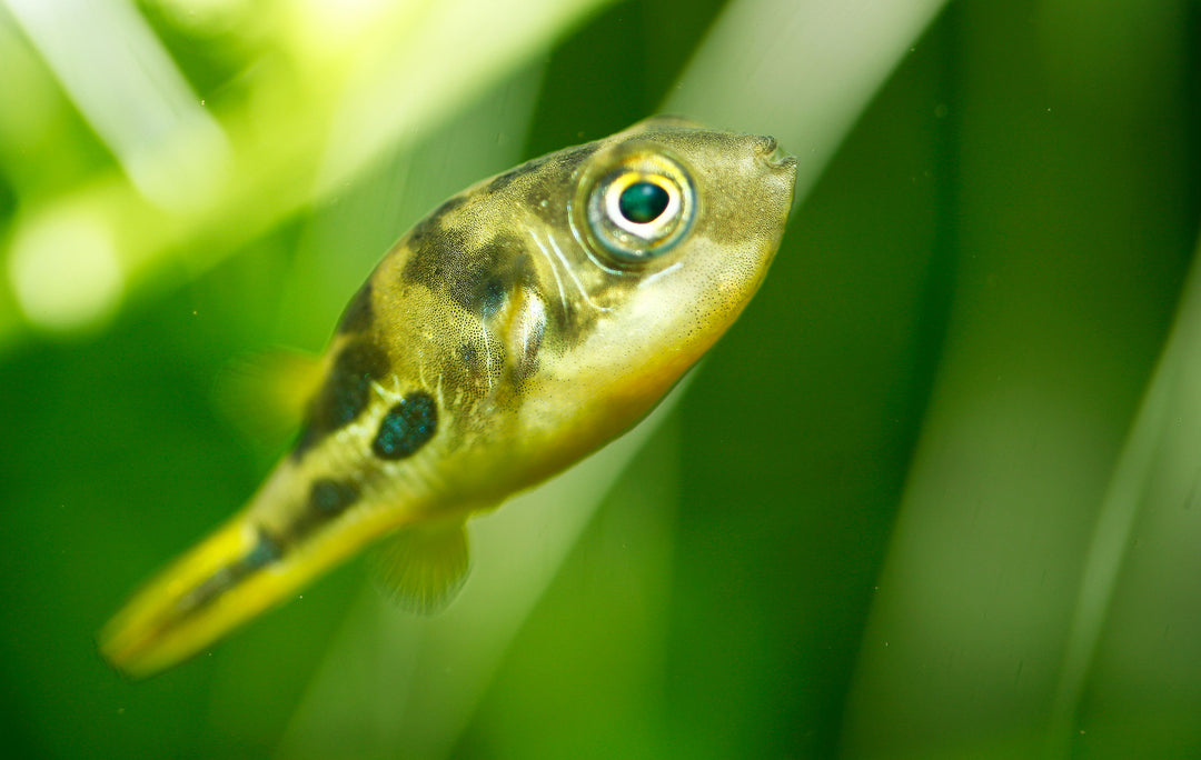 Indian Dwarf Pea Puffer