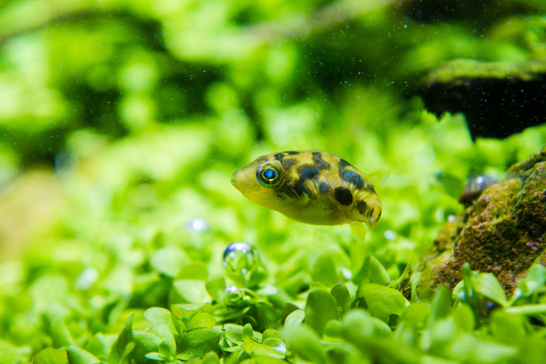 Indian Dwarf Pea Puffer