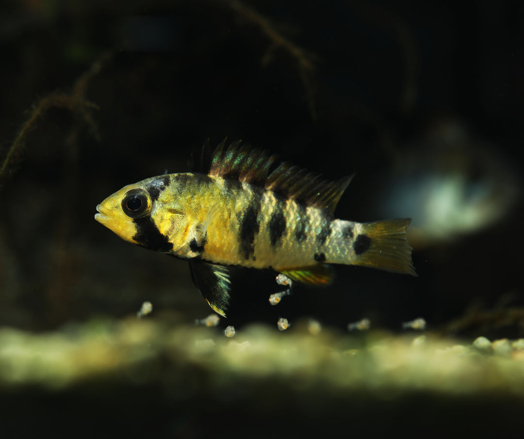 Inka Apistogramma