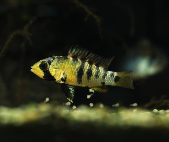 Inka Apistogramma