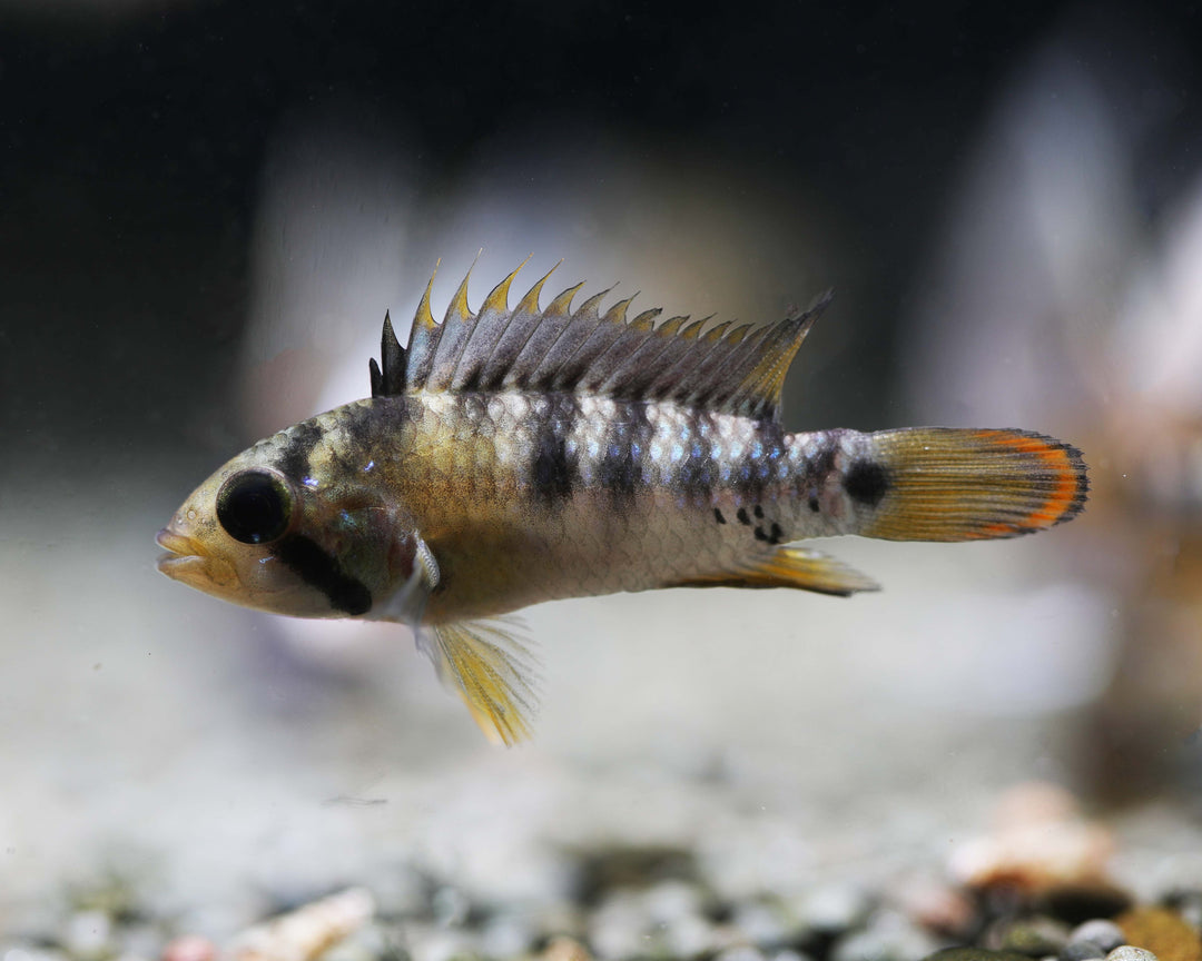 Inka Apistogramma