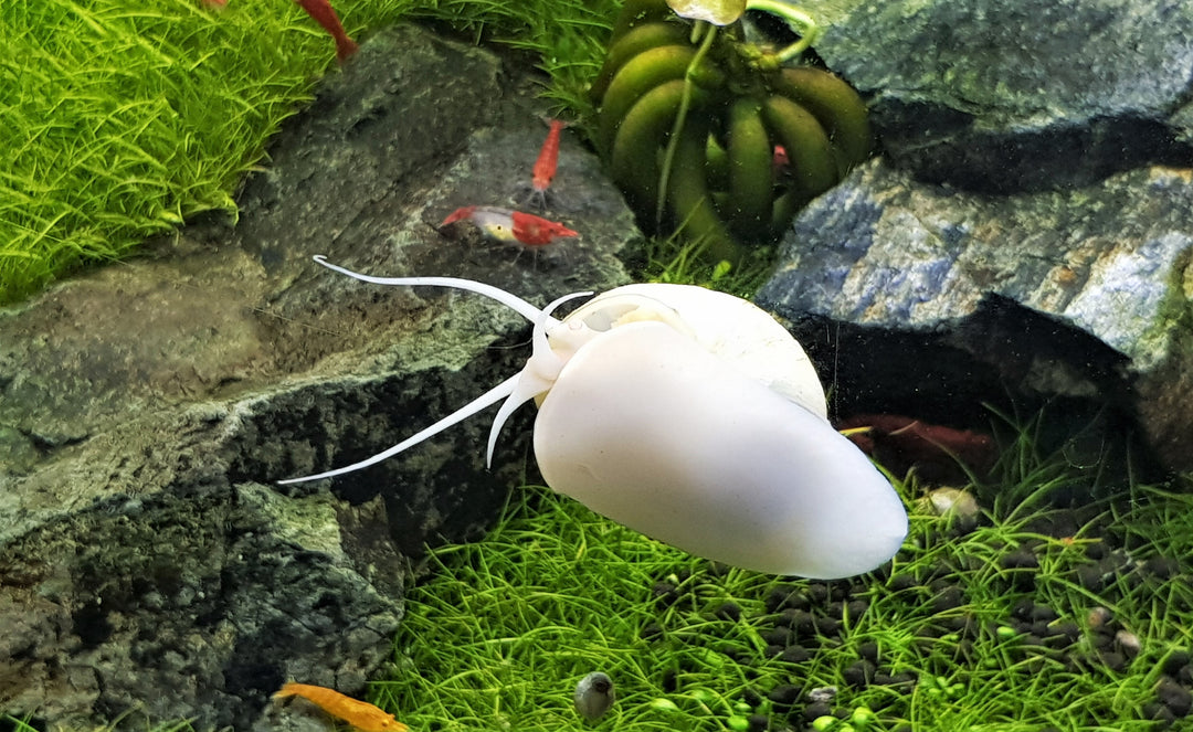 Ivory Mystery Snail