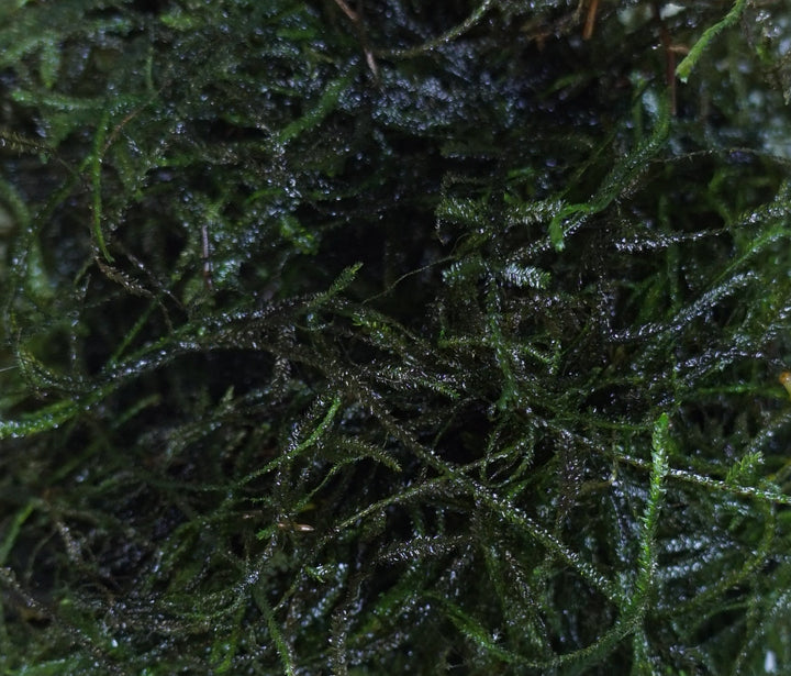 Java Moss