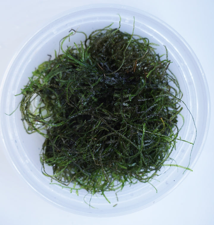 Java Moss