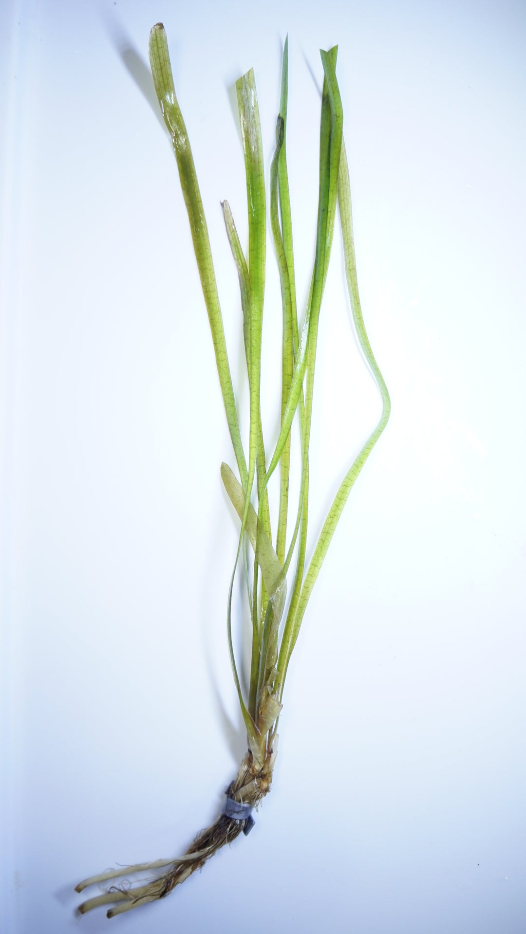 Vallisneria Jungle