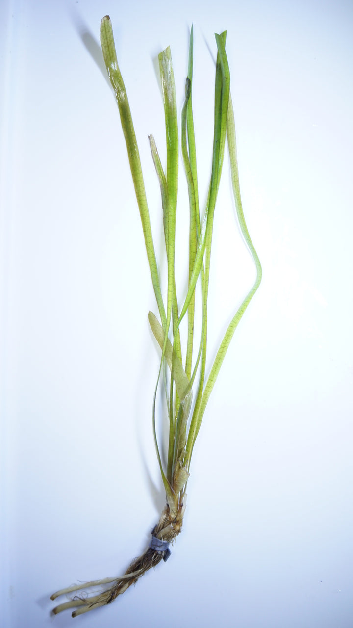 Vallisneria Jungle