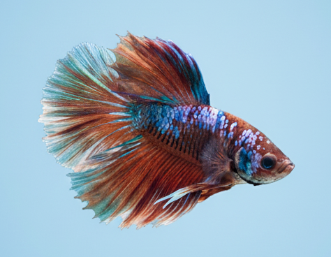 Koi Galaxy Halfmoon Male Betta