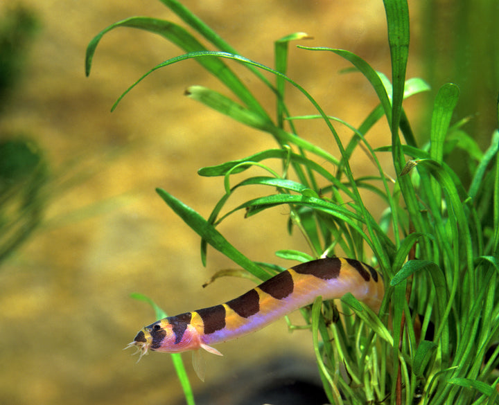 Kuhli Loach
