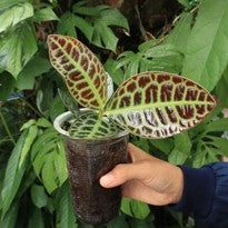 Labisia Obtusifolia